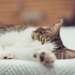 225期最新3D开奖结果已公布,快来看看你中奖了吗? ssfn36jr0